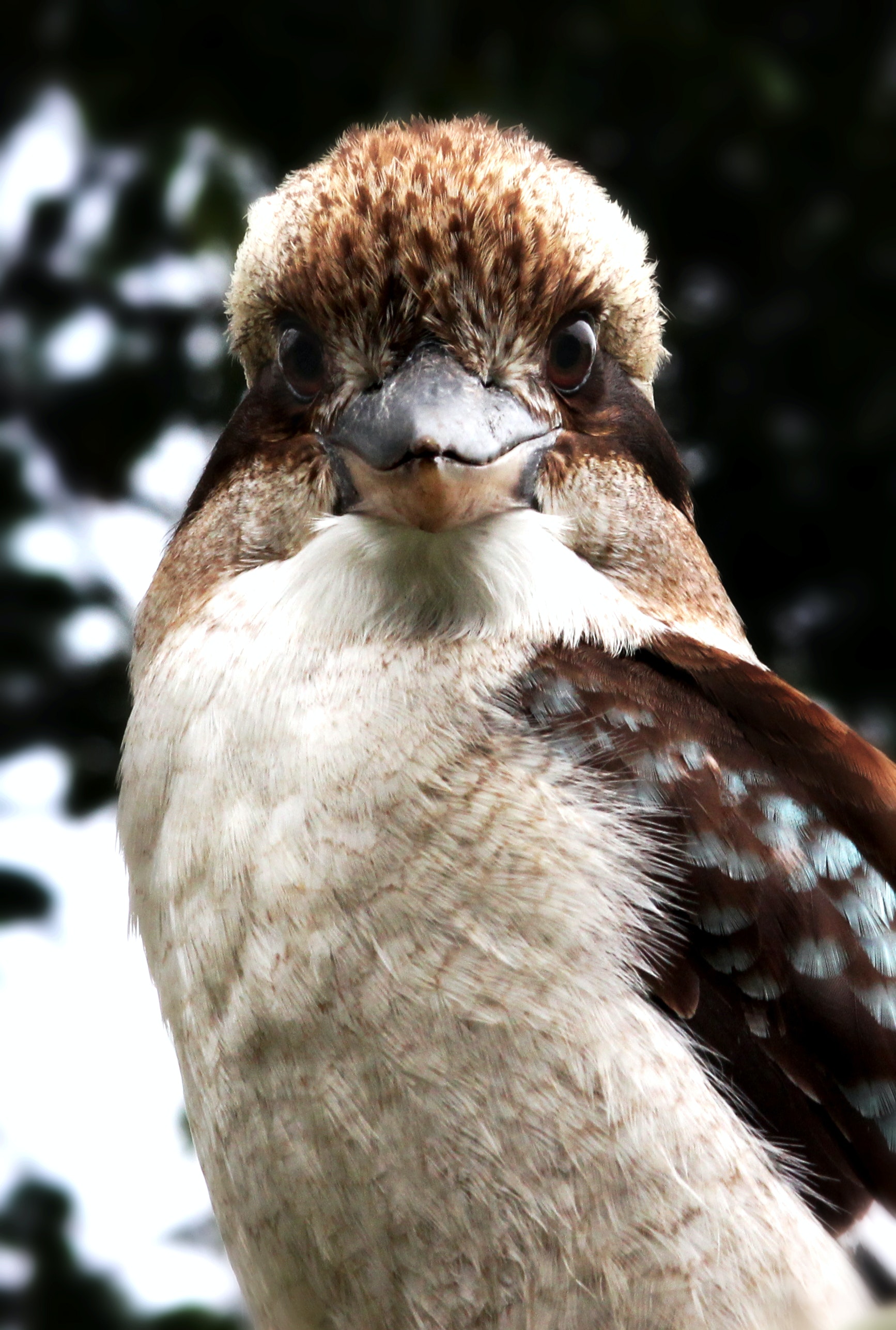 Kookaburra