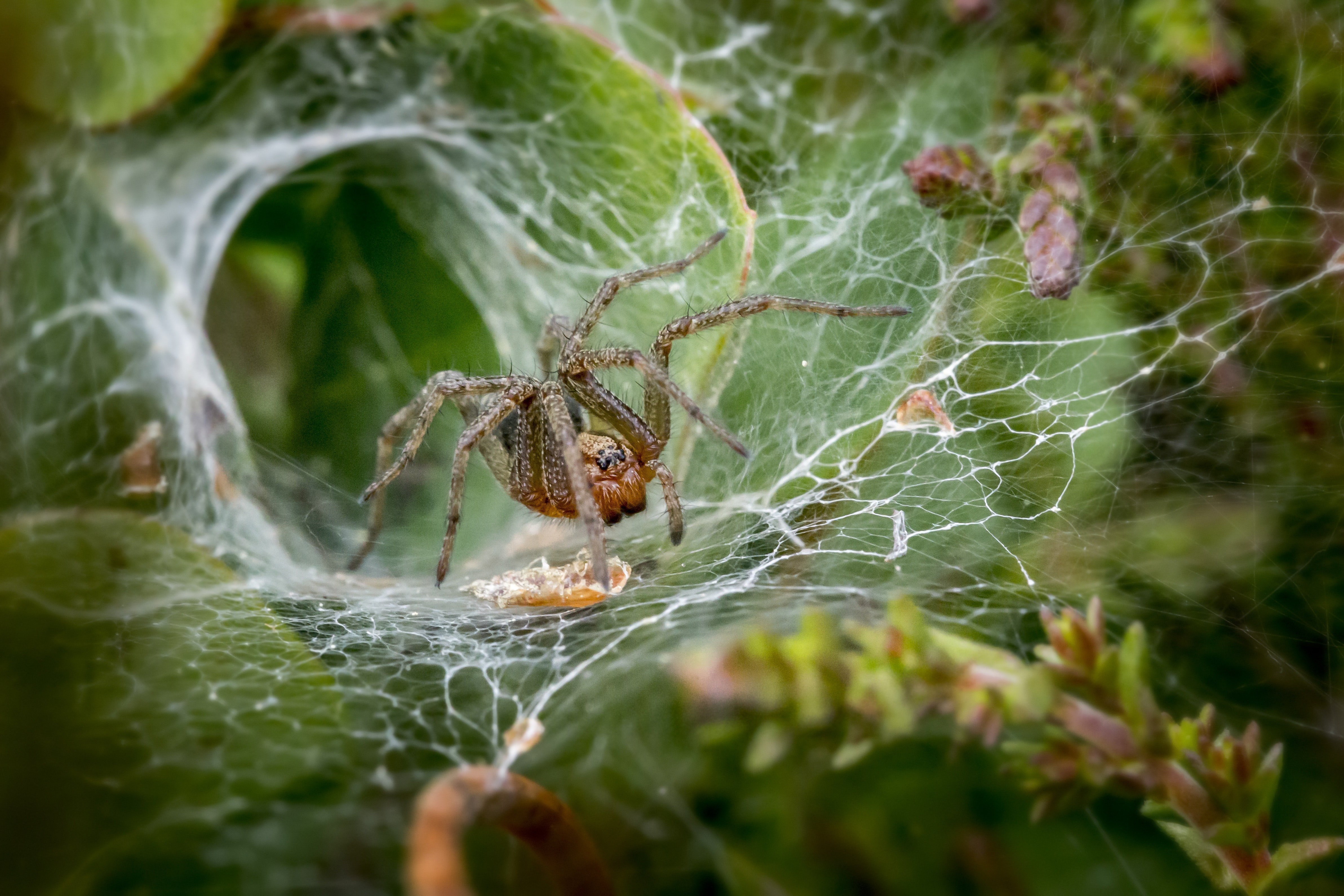 trichternetzspinne